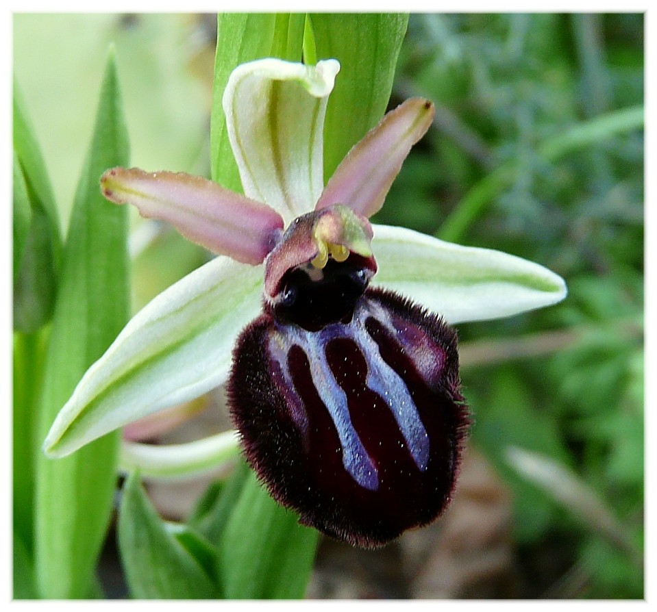 Ophrys Sipontensis